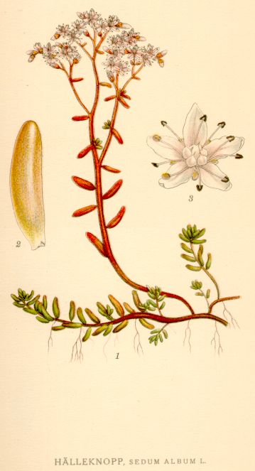 Sedum_album