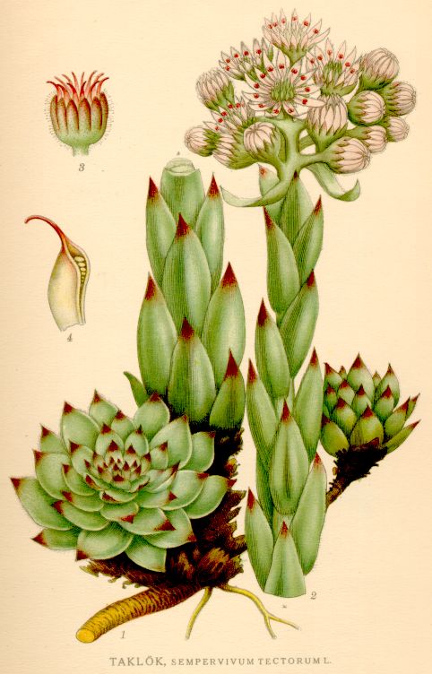 Sempervivum tectorum