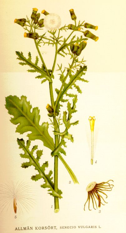 Senecio vulgaris