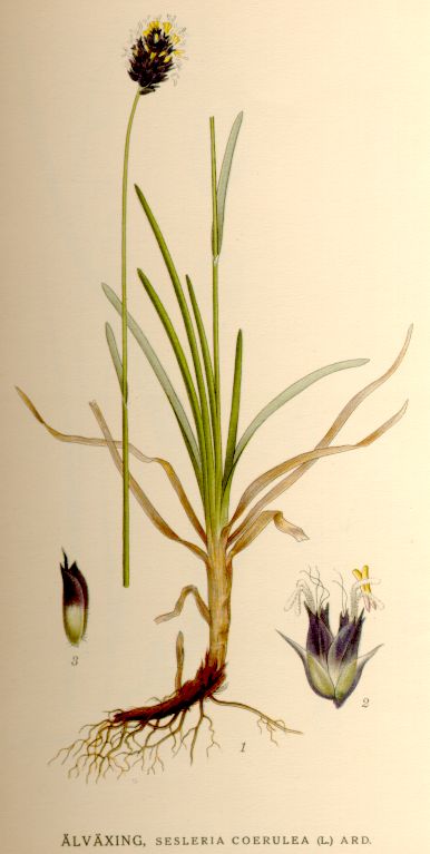 Sesleria coerulea