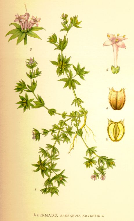 Sherardia arvensis