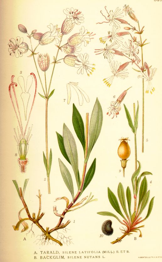 Silene nutans