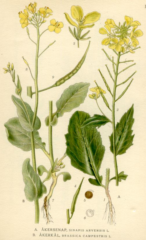 Sinapis arvensis