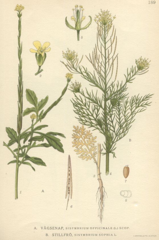 Sisymbrium sophia