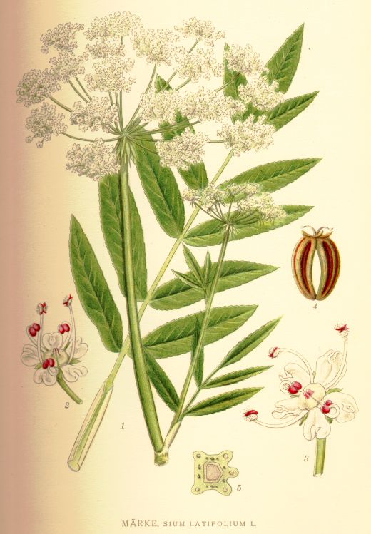Sium latifolium