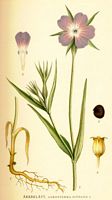 . Cliquer pour agrandir l'image. . Cliquer pour agrandir l'image.