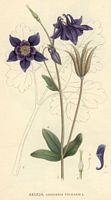 . Cliquer pour agrandir l'image. . Cliquer pour agrandir l'image.