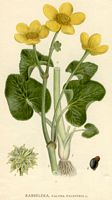 . Cliquer pour agrandir l'image. . Cliquer pour agrandir l'image.