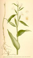 . Cliquer pour agrandir l'image. . Cliquer pour agrandir l'image.