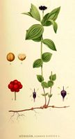 . Cliquer pour agrandir l'image. . Cliquer pour agrandir l'image.