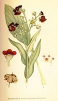 . Cliquer pour agrandir l'image. . Cliquer pour agrandir l'image.