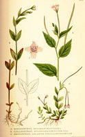 . Cliquer pour agrandir l'image. . Cliquer pour agrandir l'image.
