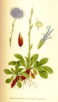 . Cliquer pour agrandir l'image. . Cliquer pour agrandir l'image.