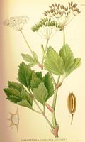 . Cliquer pour agrandir l'image. . Cliquer pour agrandir l'image.