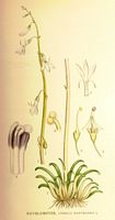. Cliquer pour agrandir l'image. . Cliquer pour agrandir l'image.