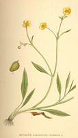 . Cliquer pour agrandir l'image. . Cliquer pour agrandir l'image.