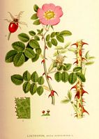. Cliquer pour agrandir l'image. . Cliquer pour agrandir l'image.