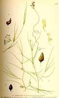 . Cliquer pour agrandir l'image. . Cliquer pour agrandir l'image.
