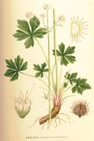 . Cliquer pour agrandir l'image. . Cliquer pour agrandir l'image.