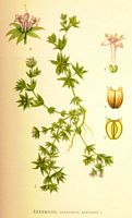 . Cliquer pour agrandir l'image. . Cliquer pour agrandir l'image.