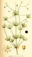 . Cliquer pour agrandir l'image. . Cliquer pour agrandir l'image.