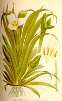 . Cliquer pour agrandir l'image. . Cliquer pour agrandir l'image.