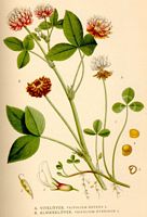. Cliquer pour agrandir l'image. . Cliquer pour agrandir l'image.