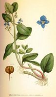 . Cliquer pour agrandir l'image. . Cliquer pour agrandir l'image.