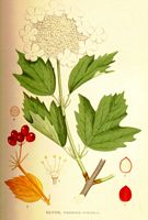 . Cliquer pour agrandir l'image. . Cliquer pour agrandir l'image.