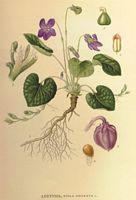 . Cliquer pour agrandir l'image. . Cliquer pour agrandir l'image.