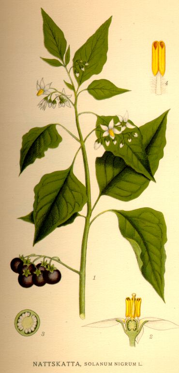 Solanum nigrum