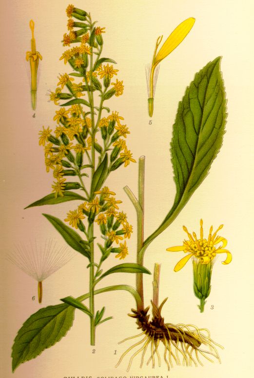 Solidago virgaurea