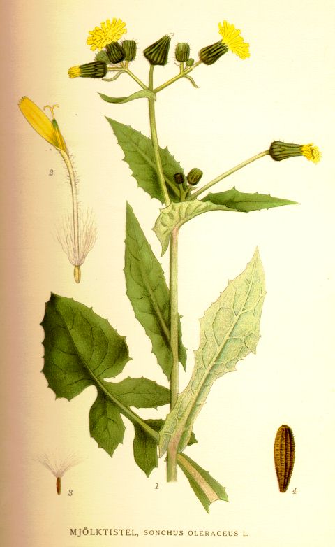 Sonchus oleraceus