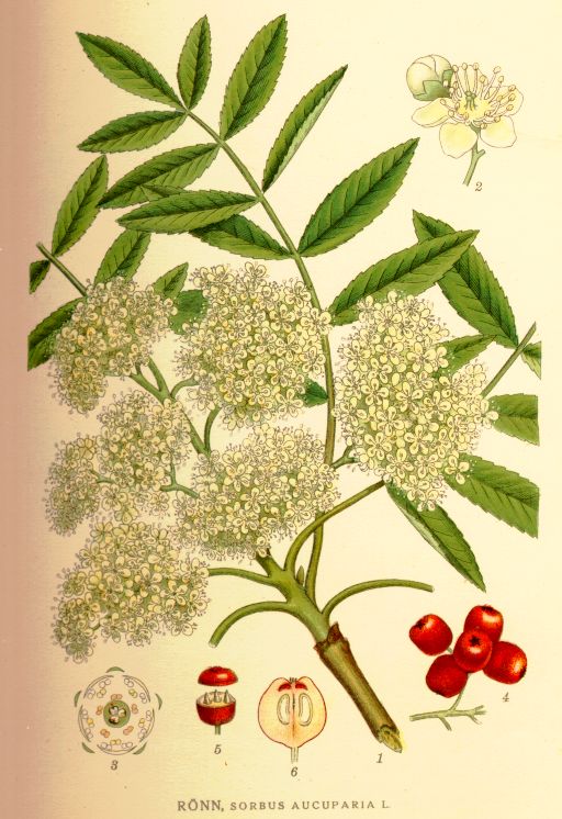 Sorbus aucuparia