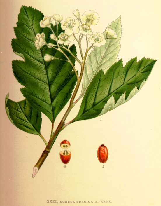 Sorbus suecica