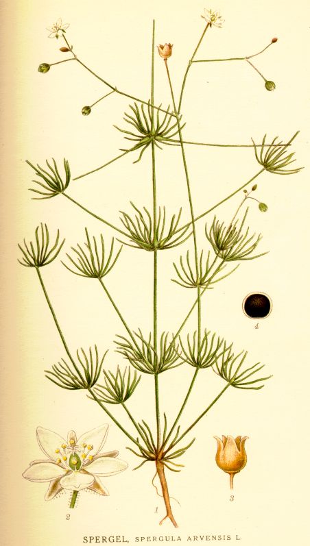 Spergula arvensis
