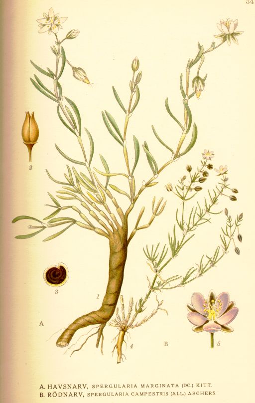 Spergularia_marginata