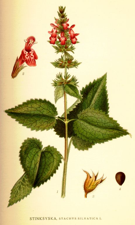 Stachys silvatica