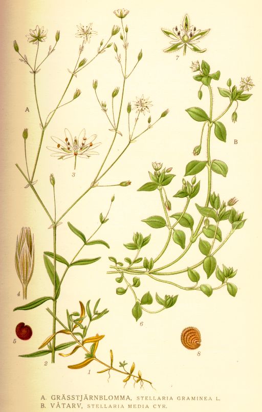 Stellaria_graminea