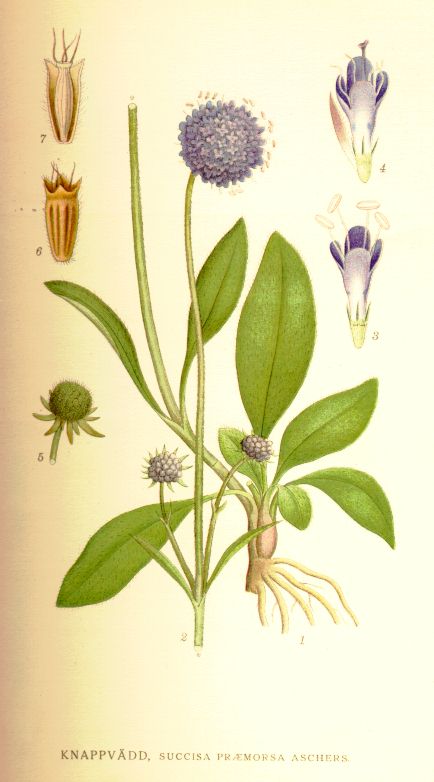 Succisa_praemorsa