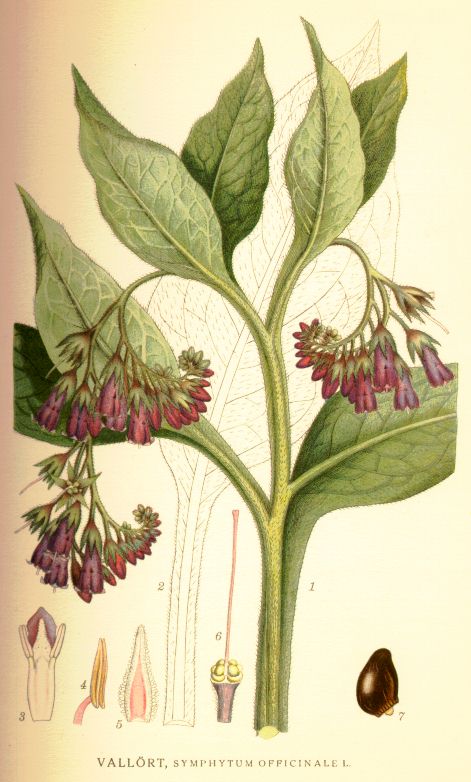 Symphytum officinale