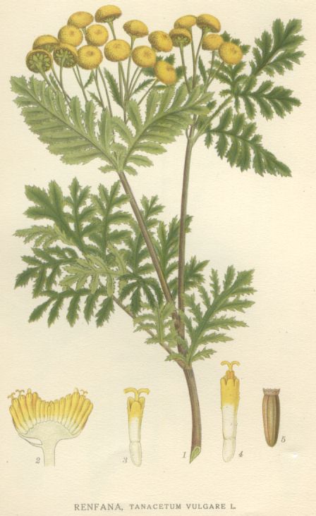 Tanacetum vulgare