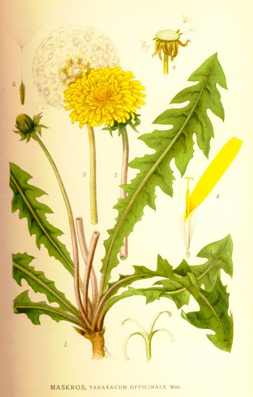 Taraxacum officinale