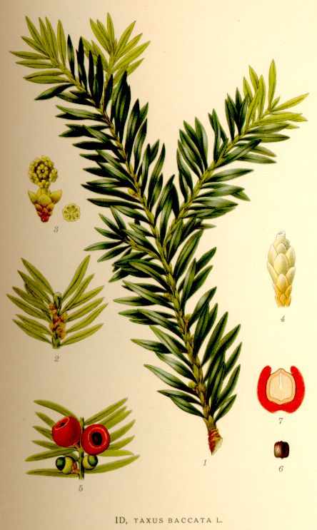 Taxus baccata