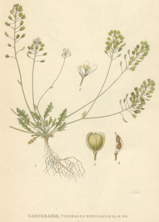 Teesdalea nudicaulis