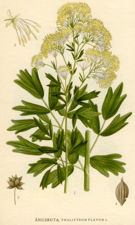 Thalictrum flavum