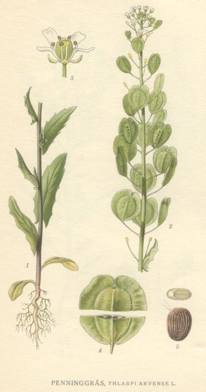 Thlaspi arvense