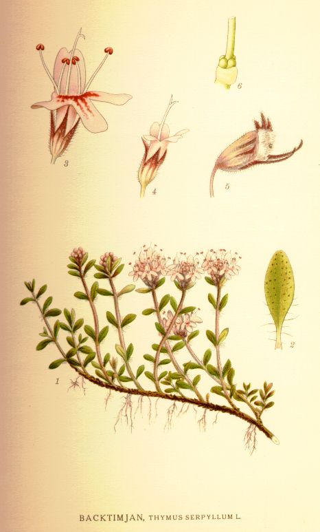 Thymus serpyllum