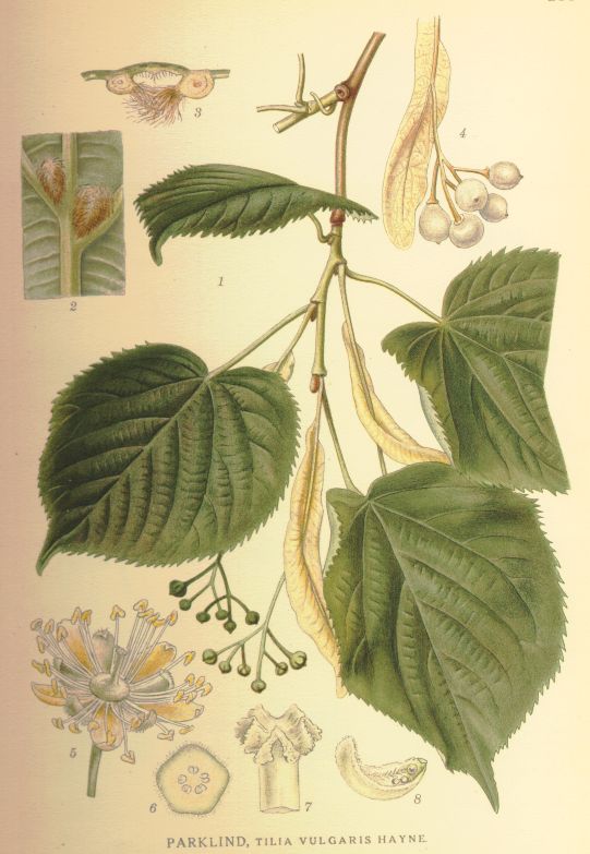 Tilia_vulgaris