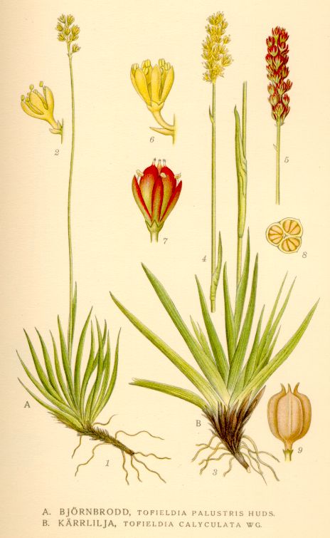 Tofieldia_calyculata